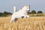 SIBERIAN HUSKY 025